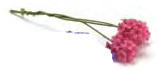 Hyacinth - Hot Pink