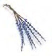 Lupinus Stem - Blue