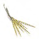 Lupinus Stems - Yellow