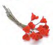 Roses - Red