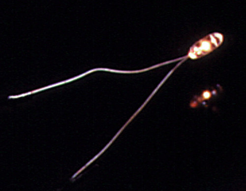 1.5 Micro Wire Term Bulb