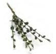 Tiny Stems of Leaves