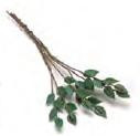 Rose Leaves