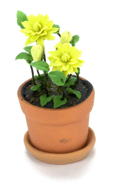 Monarda in Pot - Yellow