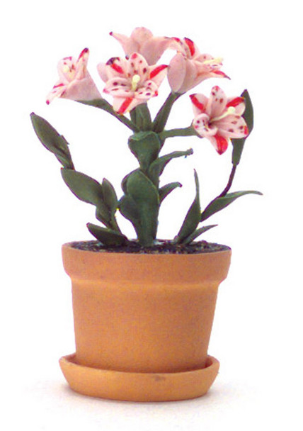 Magic Pink Lilies in Pot