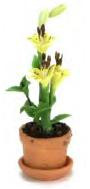 Lily in Pot - Yellow
