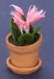Cyclamen in Pot - Pink