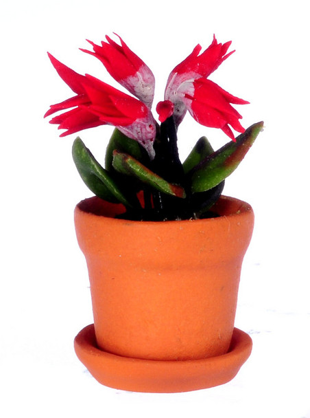 Cyclamen in Pot - Red