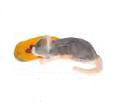 Mouse Eating Papaya