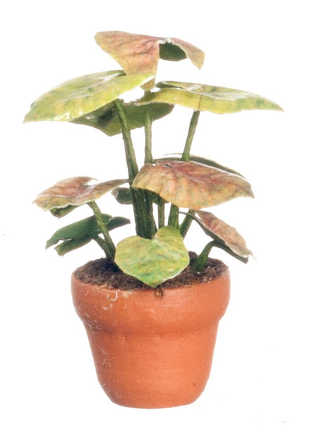 Plant - Green