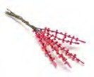 Lupinus Stems - Pink