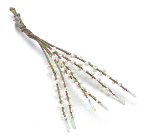 Lupinus Stems - White