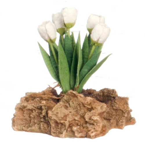 Tulips Plant on Rock - White