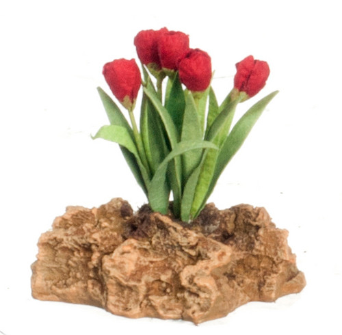 Tulips Plant On Rock - Red