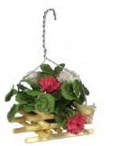 Geranuim Hanging Pot - Red and White