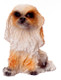 Cocker Spaniel Sitting