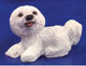 Bichon Frise