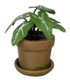 Dollhouse City - Dollhouse Miniatures Caladium - Green
