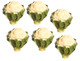Dollhouse City - Dollhouse Miniatures Cauliflower