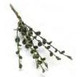 Tiny Stems of Leaves