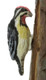 Dollhouse City - Dollhouse Miniatures Yellow Bellied Sapsucker
