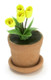 Tulips Clay Pot - Yellow