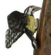Dollhouse City - Dollhouse Miniatures Bellied Sapsucker - Yellow