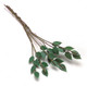 Rose Leaves