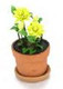 Monarda in Pot - Yellow