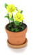 Monarda in Pot - Yellow