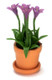 Gentianasino in Pot - Purple