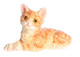 Dollhouse City - Dollhouse Miniatures Kitten - Orange