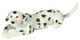 Dollhouse City - Dollhouse Miniatures Laying Dalmation