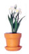 Iris Clay Pot - White