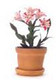 Magic Pink Lilies in Pot