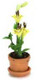 Lily in Pot - Yellow