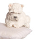 Dollhouse City - Dollhouse Miniatures West Highland Terrier Sitting - White