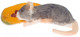 Mouse Eating Papaya