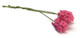Hyacinth - Hot Pink