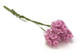 Hyacinth - Purple