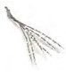 Lupinus Stems - White