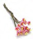 Lilies - Pink