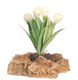 Tulips Plant on Rock - Green