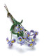 Iris Stems - Blue