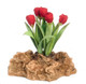 Tulips Plant On Rock - Red