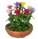 Lilliput Zinnias