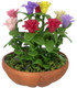 Lilliput Zinnias