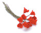 Roses - Red