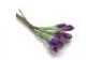 Daisy - Purple