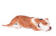 Dollhouse City - Dollhouse Miniatures Laying Boxer - Russet Brown